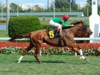 Sunny Skies First Stakes Winner From Animal Kingdom Image 2