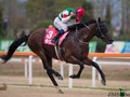 Preview & Trifecta - Chrysolite For Korea Cup Crown Yet Again