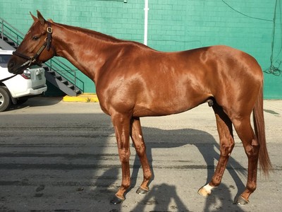 Gun Runner in First Position During NTRA Poll Image 1