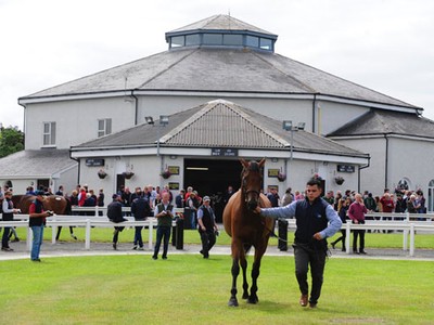 Showcasing colt Topples Record At Tattersalls Ireland Septem ... Image 1