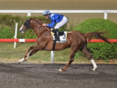 PREVIEW &amp; TRIFECTA - Tayf Remains Favourite in The Arabian W ... Image 5