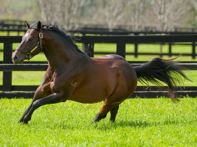 In-conversation with Adam White, Bloodstock Manager at Viner ... Image 6