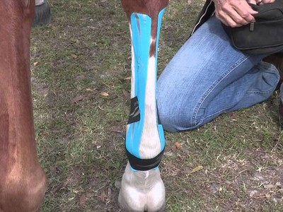 Fracture Repair in Thoroughbred Racehorses Image 2