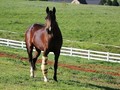 Fracture Repair in Thoroughbred Racehorses