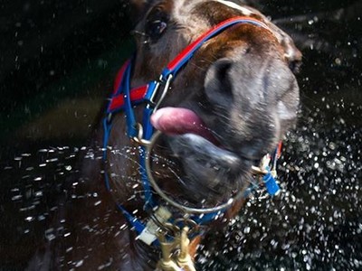 PREVENTING RACEHORSE DEHYDRATION Image 1