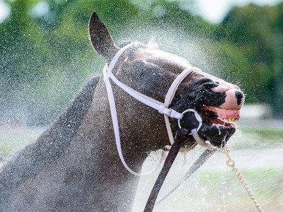 PREVENTING RACEHORSE DEHYDRATION Image 2