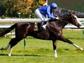 Talismanic On Target For Dubai World Cup 2018