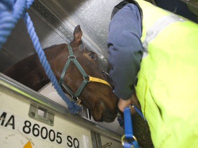 A Horse In The Air Every Hour Of Every Day Image 3