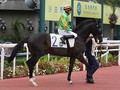 Hong Kong Classic Emperor Ready For Dubai Debut