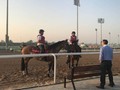 BLOG: Post Card From Meydan