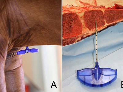 Biologically Derived Therapies for Tendon and Ligament Injur ... Image 2