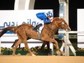 Al Zahir Punches Ticket To Kahayla Classic