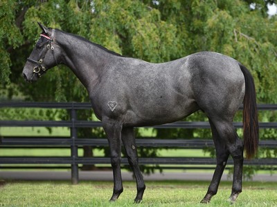 Historic Torryburn Turns Into Breeding Sensation Image 2