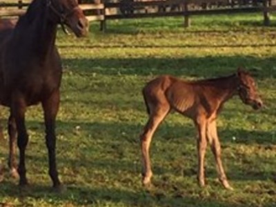 American Pharoah Filly Leslies Lady Delivers Image 1