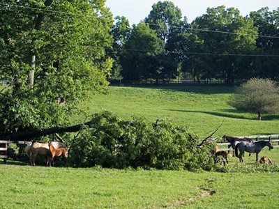 Several Central Kentucky Farms Damaged In Storm Image 1