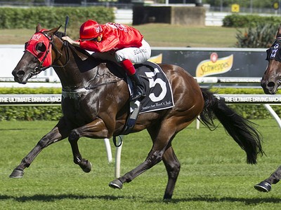 Redzel In Good Order Ahead Of The Shorts Image 1