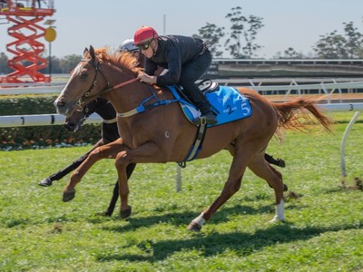 More quality breeze up results at Warwick Farm Image 1