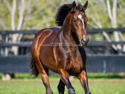 Racing To Win At Magic Millions Image 2