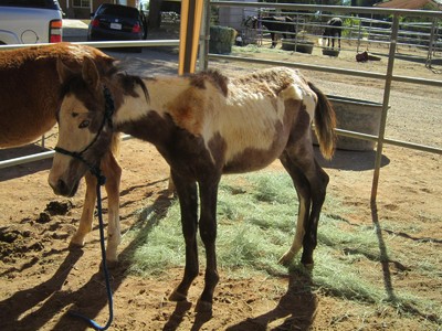 Protecting Orphan Foals Image 1