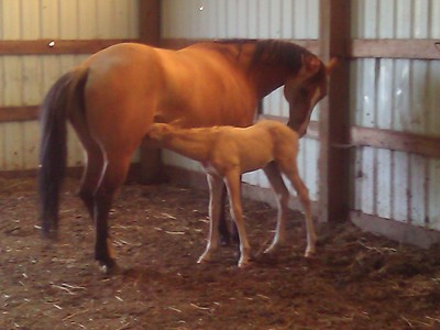 Protecting Orphan Foals Image 2