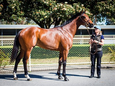 High 66% Clearance Rate At Inglis Ready2Race Sale (2018) Image 1