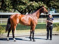 High 66% Clearance Rate At Inglis Ready2Race Sale (2018)