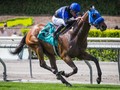 Sharp Samurai Out of Breeders' Cup Mile Due To Illness