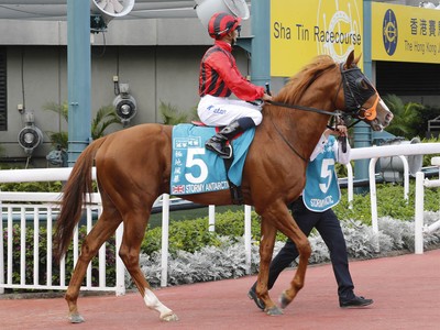 Dual Horses Of Siu Family In Hong Kong Cup Image 1