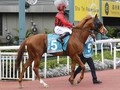 Dual Horses Of Siu Family In Hong Kong Cup