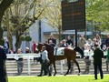 Historic French racecourse set to close