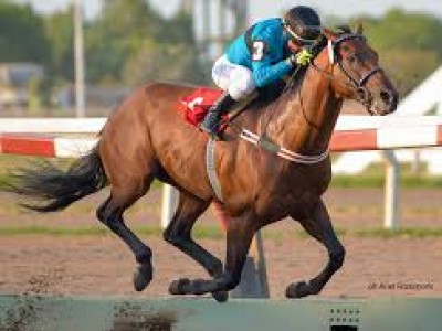 Preview: Gr.3 Al Shindagha Sprint Raceday ( Horses, Analysis ... Image 1