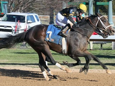 Injured Bravazo Out of Dubai World Cup Image 1