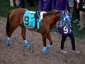 Gunnevera Gunning For Dubai World Cup 2019