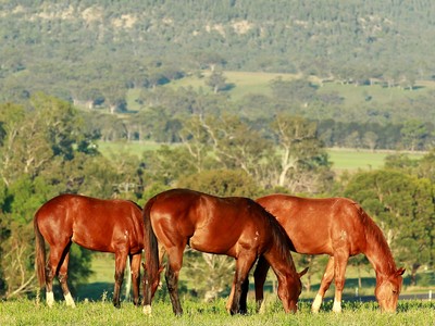 Sledmere Stud: Secure Your Success Story Here Image 1