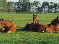 Three Bridges Thoroughbreds Being Successfull Family