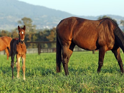 Monarch Stud: The Magic Of Breeding High Quality Thoroughbre ... Image 1