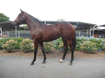 Evergreen Stud Farm: Exciting 2019 Easter Yearling Draft Image 1