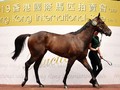 Healthy outcome as 27 horses sell at the Hong Kong International Sale