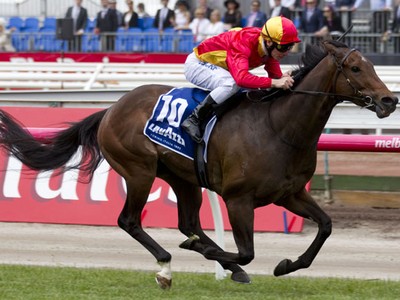 Preview: Melbourne Gold Yearling Sale Image 1