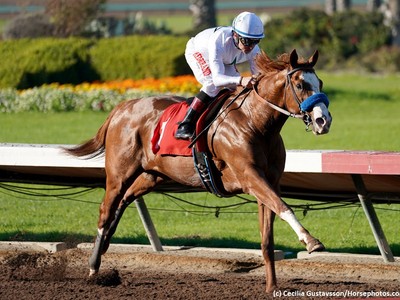 Baffert's Improbable Rises In The Preakness Popularity Chart ... Image 1