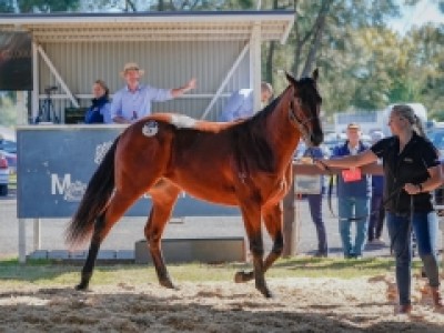 Inglis Concludes Season With Successful Scone Sale Image 1