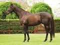 Preview: 2019  Magic Millions National Weanling Sale