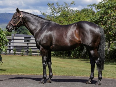 Savvy Coup Joins National Broodmare Sale Catalogue Image 1