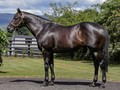 Savvy Coup Joins National Broodmare Sale Catalogue