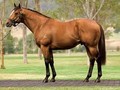 Arrowfield Breaks Records At National Weanling Sale