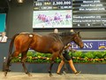 Missrock Heads To England After Topping Day One of National Broodmare Sale