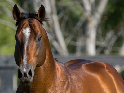 Preview: Inglis Great Southern Sale Image 2