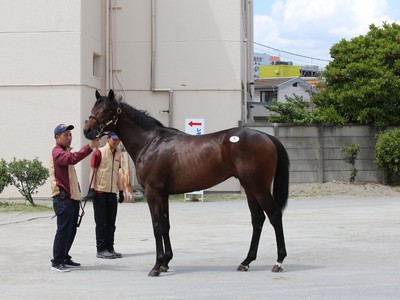 Japanese Breeding Successes Image 2