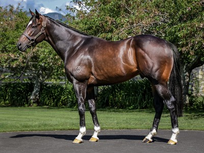 High Quality Karaka May Sale Comes To An End Image 1