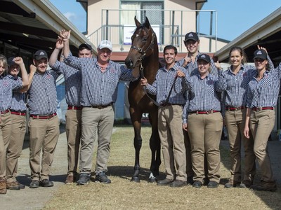 Dundeel Colt Smashes Record At Sale Image 1